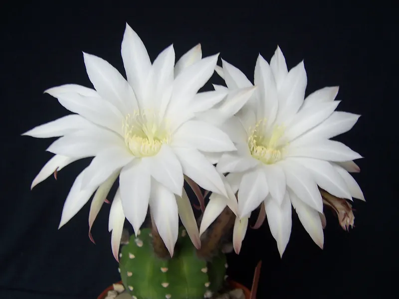Echinopsis ancistrophora, identified by the author as Echinopsis subdenudata. Two open white flowers.
