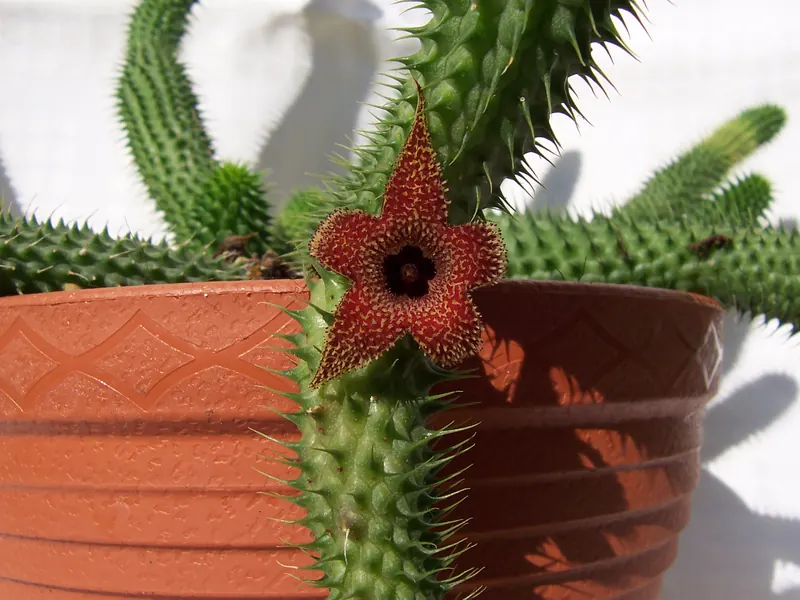 A Huernia pillansii flower and fleshy stems covered with long projections.