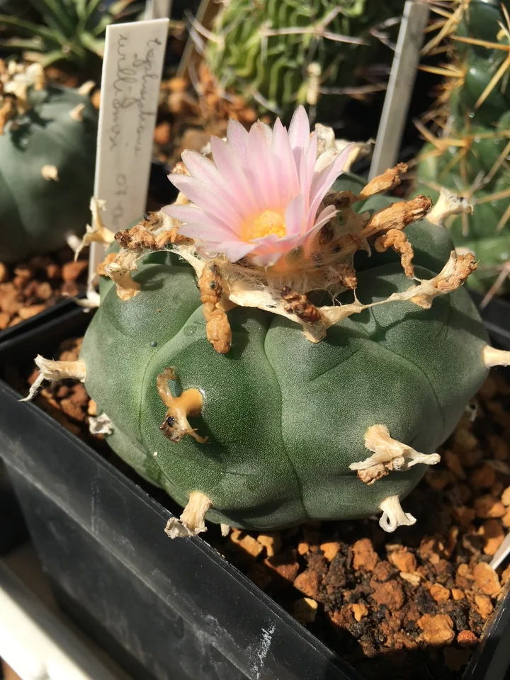 Lophophora williamsii. A closer view of the flower, areoles and stem surface.