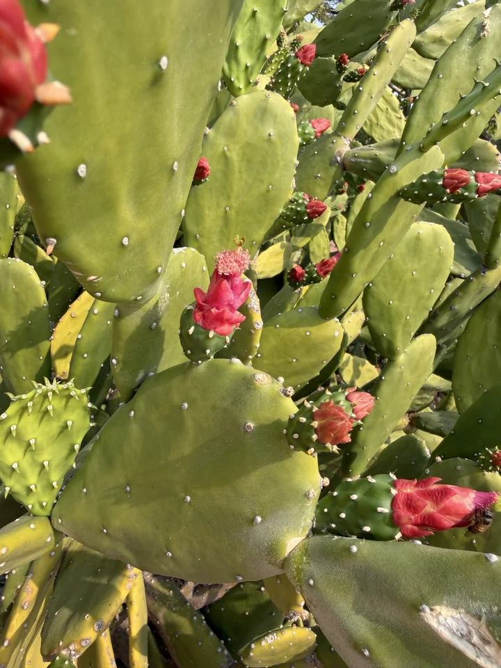 Opuntia sp. z różowymi kwiatami i pąkami na brzegach spłaszczonych członów. Oznaczenie autora do rodzaju.
