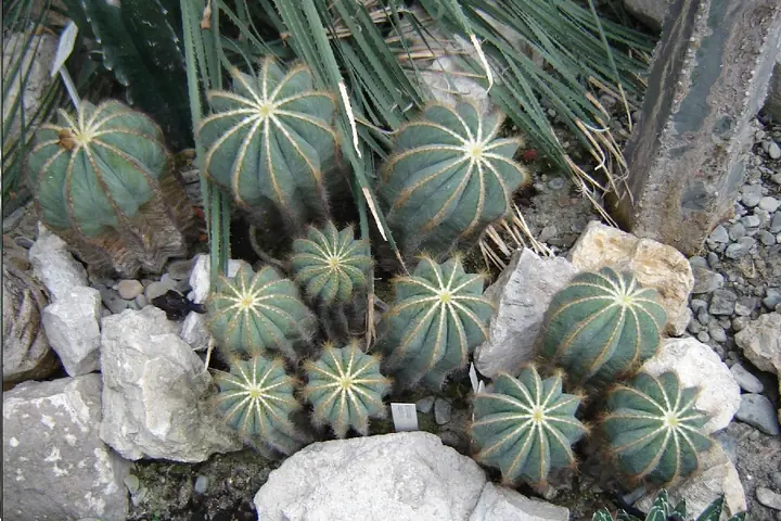 A group of Parodia magnifica with prominent ribs and pale areoles.