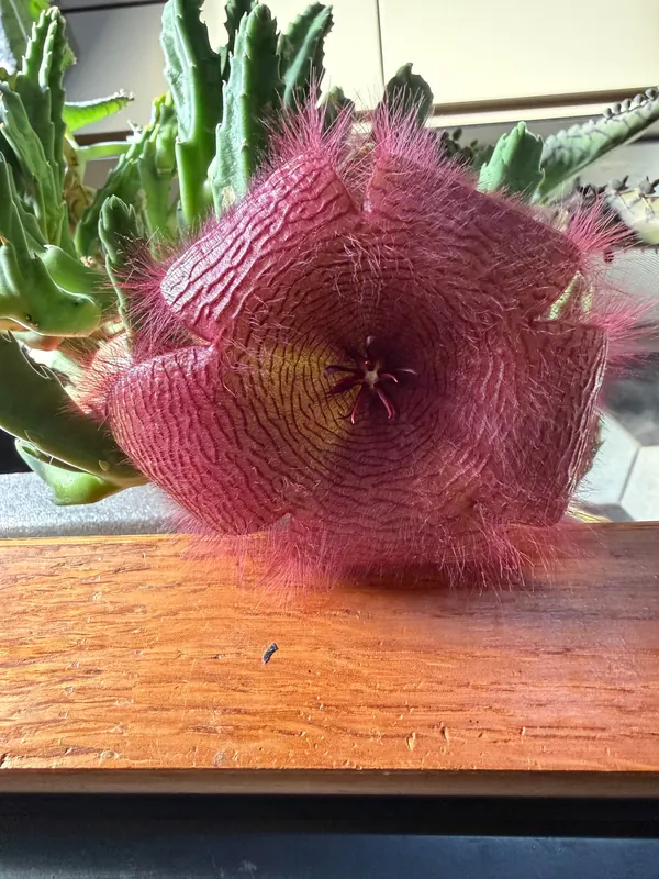 Kwiat Stapelia grandiflora z poprzecznymi fałdami korony i długimi włoskami.