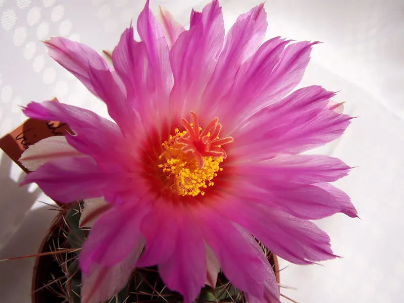 Kwiat Thelocactus bicolor, z widocznym znamieniem słupka i licznymi pręcikami.